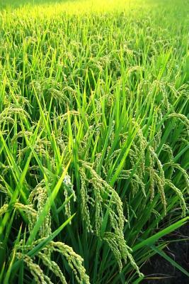 Read Online Green Rice Field, for the Love of Nature: Blank 150 Page Lined Journal for Your Thoughts, Ideas, and Inspiration -  file in ePub