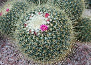 Read Online Mammillaria spinosissima known as spiny pincushion cactus . - W. Tohme | PDF