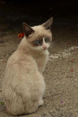 Download Siamese Cat Animal Journal: 150 Page Lined Notebook/Diary -  | ePub