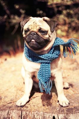 Read Fawn Colored Pug in a Blue Scarf Dog Journal: 150 Page Lined Notebook/Diary -  | PDF