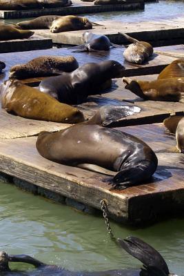 Read Online Harbor Seals on the Dock in San Francisco, California: Blank 150 Page Lined Journal for Your Thoughts, Ideas, and Inspiration -  | PDF