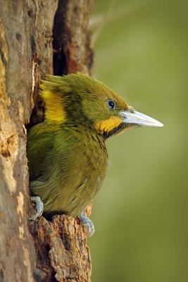 Read Online Greater Yellownape (Picus Flavinucha) Bird Journal: 150 Page Lined Notebook/Diary -  | PDF