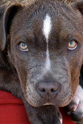 Read Online The Beautiful Eyes of a Loving Pitbull Dog: Blank 150 Page Lined Journal for Your Thoughts, Ideas, and Inspiration -  file in PDF