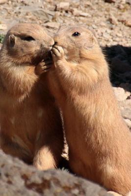 Full Download Black Tailed Prairie Dog Pair: Blank 150 Page Lined Journal for Your Thoughts, Ideas, and Inspiration -  file in PDF