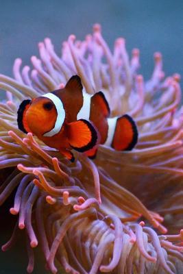 Read A Clown Fish and Her Sea Anemone Journal: Take Notes, Write Down Memories in This 150 Page Lined Journal -  file in PDF