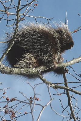 Full Download Porcupine in a Tree Journal: 150 Page Lined Notebook/Diary -  | ePub